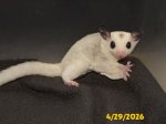 Blake and Milly’s platinum mosaic boy! Blake and Milly’s platinum mosaic boy!