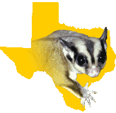 Glider Pets Glider Pets